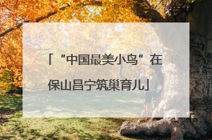 “中国最美小鸟”在保山昌宁筑巢育儿