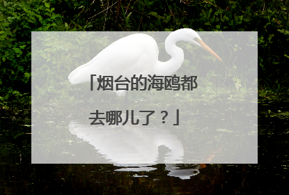 烟台的海鸥都去哪儿了？