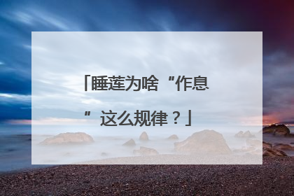 睡莲为啥“作息”这么规律？