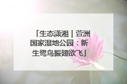 生态潇湘｜萱洲国家湿地公园：新生鹭鸟振翅欲飞