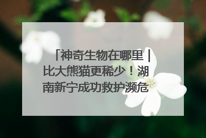 神奇生物在哪里｜比大熊猫更稀少！湖南新宁成功救护濒危鸟类海南鳽