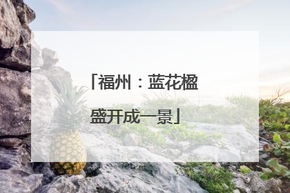 福州：蓝花楹盛开成一景