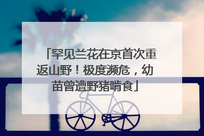 罕见兰花在京首次重返山野！极度濒危，幼苗曾遭野猪啃食