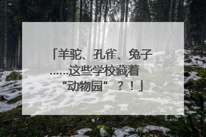 羊驼、孔雀、兔子……这些学校藏着 “动物园”？！