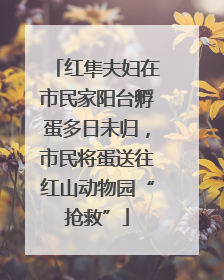 红隼夫妇在市民家阳台孵蛋多日未归，市民将蛋送往红山动物园“抢救”