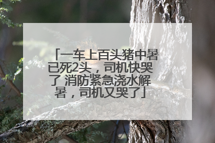 一车上百头猪中暑已死2头，司机快哭了 消防紧急浇水解暑，司机又哭了