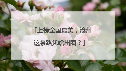 上榜全国最美，沧州这条路凭啥出圈？