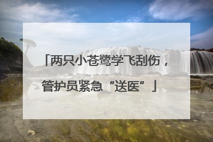 两只小苍鹭学飞刮伤，管护员紧急“送医”