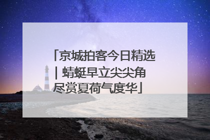 京城拍客今日精选｜蜻蜓早立尖尖角 尽赏夏荷气度华