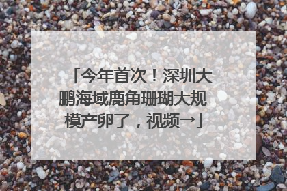 今年首次！深圳大鹏海域鹿角珊瑚大规模产卵了，视频→