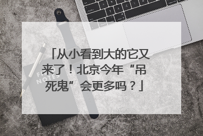 从小看到大的它又来了！北京今年“吊死鬼”会更多吗？