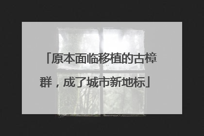 原本面临移植的古樟群，成了城市新地标