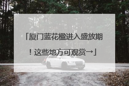 厦门蓝花楹进入盛放期！这些地方可观赏→