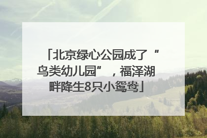北京绿心公园成了“鸟类幼儿园”，福泽湖畔降生8只小鸳鸯