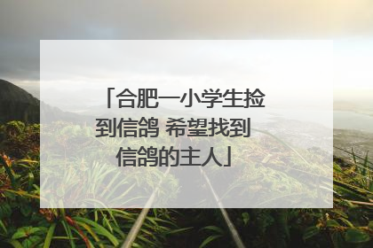 合肥一小学生捡到信鸽 希望找到信鸽的主人