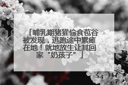 哺乳期猪獾偷食苞谷被发现，逃跑途中累瘫在地！就地放生让其回家“奶孩子”