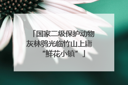 国家二级保护动物灰林鸮光临竹山上庸“鲜花小镇”
