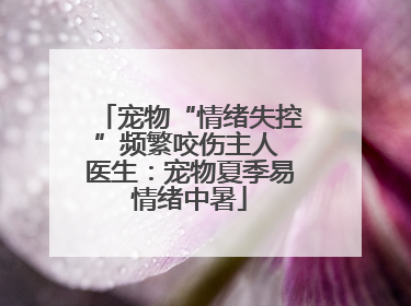 宠物“情绪失控”频繁咬伤主人 医生：宠物夏季易情绪中暑