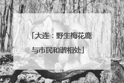 大连：野生梅花鹿与市民和谐相处