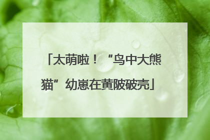 太萌啦！“鸟中大熊猫”幼崽在黄陂破壳
