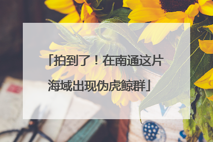 拍到了！在南通这片海域出现伪虎鲸群