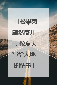 松果菊翩然盛开，像夏天写给大地的情书