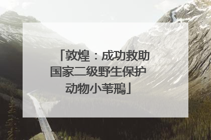敦煌：成功救助国家二级野生保护动物小苇鳽