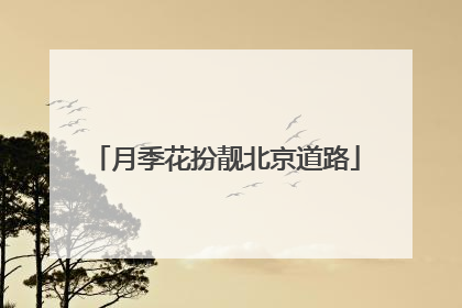 月季花扮靓北京道路