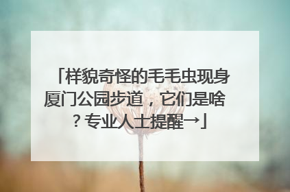 样貌奇怪的毛毛虫现身厦门公园步道，它们是啥？专业人士提醒→