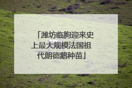 潍坊临朐迎来史上最大规模法国祖代朗德鹅种苗