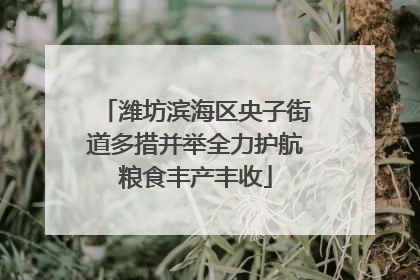 潍坊滨海区央子街道多措并举全力护航粮食丰产丰收