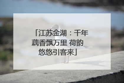 江苏金湖：千年藕香飘万里 荷韵悠悠引客来