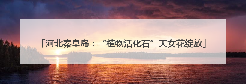 河北秦皇岛：“植物活化石”天女花绽放