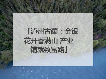 泸州古蔺：金银花开香满山 产业铺就致富路