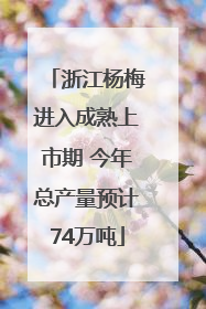 浙江杨梅进入成熟上市期 今年总产量预计74万吨
