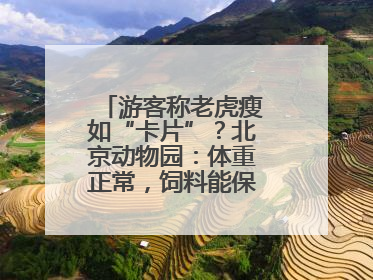 游客称老虎瘦如“卡片”？北京动物园：体重正常，饲料能保障营养需求