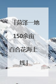 菏泽一地150余亩百合花海上线