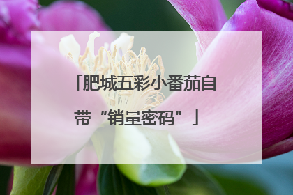 肥城五彩小番茄自带“销量密码”