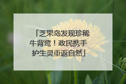 芝罘岛发现珍稀牛背鹭！政民携手护生灵重返自然