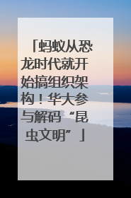 蚂蚁从恐龙时代就开始搞组织架构！华大参与解码“昆虫文明”