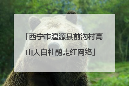 西宁市湟源县前沟村高山大白杜鹃走红网络