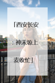 西安长安：神禾塬上麦收忙