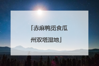 赤麻鸭觅食瓜州双塔湿地