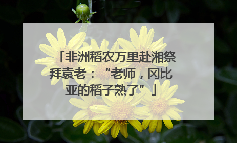 非洲稻农万里赴湘祭拜袁老：“老师，冈比亚的稻子熟了”