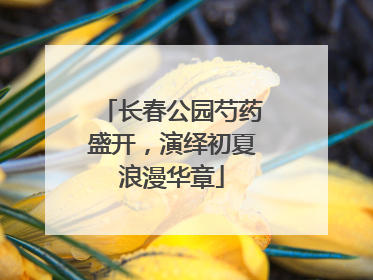 长春公园芍药盛开，演绎初夏浪漫华章