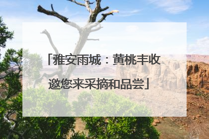 雅安雨城：黄桃丰收 邀您来采摘和品尝
