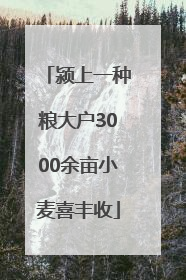 颍上一种粮大户3000余亩小麦喜丰收