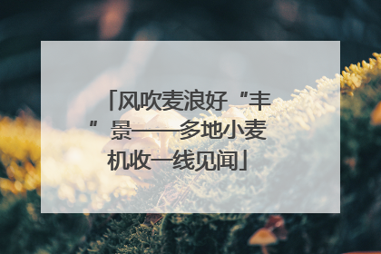 风吹麦浪好“丰”景——多地小麦机收一线见闻